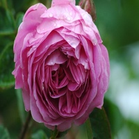Sutra buatan teh sutra mawar kepala bunga Peony buatan mawar untuk rumah dekorasi pernikahan bunga Pesta