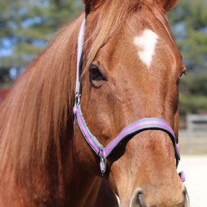Cabestro de carreras de diseño personalizado, atractivo cuero genuino negro con PVC ligero, estilo inglés, accesorios para caballos - Product Image 3