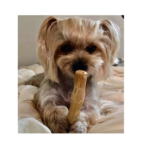 Bâton à mâcher en bois de café naturel pour animaux de compagnie chiens sûrs et sains - Product Image 2