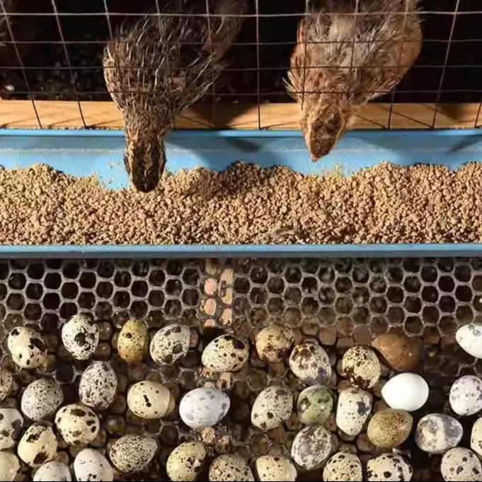 Trứng cút tươi & trứng Emu để bán