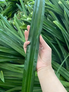 Pandan PURE Perfection: มีกลิ่นหอมตามธรรมชาติและสดใหม่เสมอ - Product Image 2