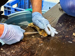 Hecho en Japón, la mejor experiencia para pelar ostras, hecho a mano para precisión y eficiencia, cuchillo para ostras con mango de PC - Product Image 3