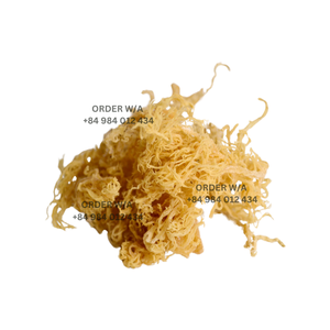 Ocean <b>Sea</b> <b>Moss</b> Gold <b>Irish</b> Seamoss Raw Organic, Vegan, Non-Gmo Wild Harvested Bulk <b>Irish</b> <b>Moss</b> - Product Image 6