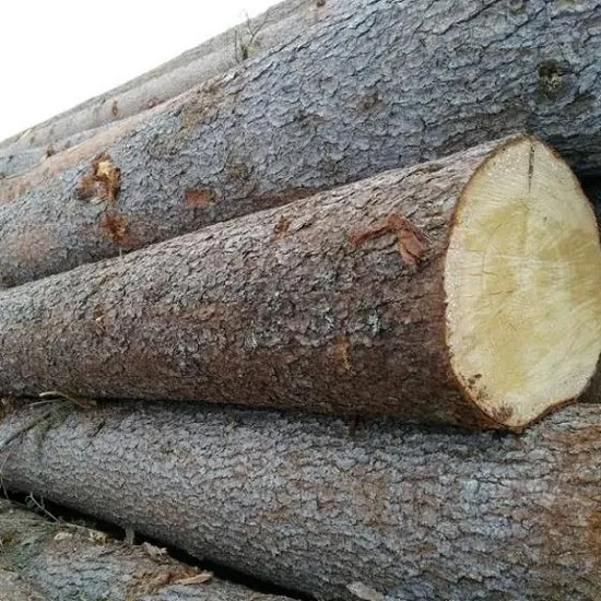 Top Sale Hoge Kwaliteit Beukenhout/Hout/Boomstammen-100% Natuurlijk Beukenhout Voor Meubels, Bouw