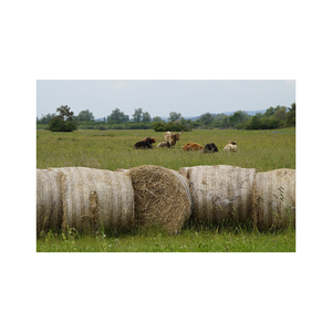 Distribución a granel de heno de pasto de alta calidad, envío rápido a bajo costo listo para la exportación - Product Image 1