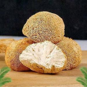 Hongo Melena de León Orgánico Seco, Hericium Erinaceus, Venta al por Mayor a Granel, Ms. Sophie - Product Image 2