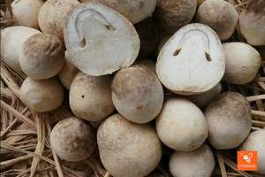 SETA de paja natural, producto en oferta, congelación rápida, buen precio, entrega rápida - Product Image 3