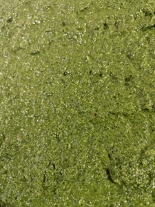 ใบมันสำปะหลังแช่แข็งคุณภาพดีจากเวียดนาม อะคิน่า - Product Image 6