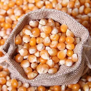 畅销非转基因玉米玉米/黄玉米1级和2级红白清洁干级玉米用于人类和动物饲料出售