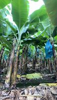Blauwe PP plastic zak voor bananenbundels in de landbouw, beschermt tegen insecten en dieren met warmteverzegeling