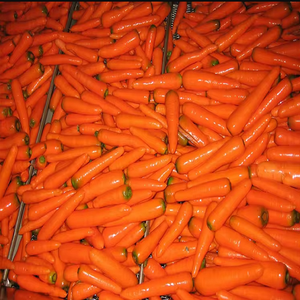 Zanahorias orgánicas frescas de alta calidad Vegetales de calidad - Product Image 1