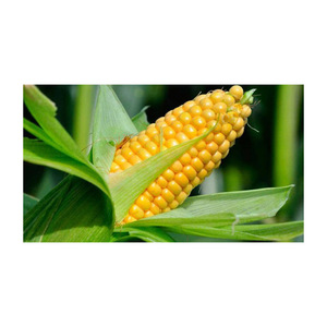 Yellow maize exported to regions in need of reliable grain supply - Product Image 2