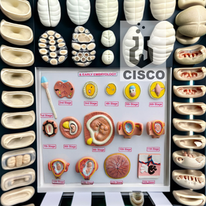 Desenvolvimento embrionário precoce Modelo de Ensino Médico Modelo de Fertilização para a Ciência Médica - Product Image 4