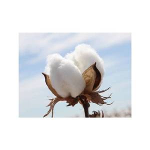 เส้นใยฝ้ายออร์แกนิกเป็นมิตรกับสิ่งแวดล้อมวัตถุดิบจากธรรมชาติที่ยั่งยืนส่งออกจากอินเดียสำหรับโรงงานสิ่งทอและสปินนิ่ง - Product Image 4