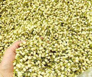 Flor de jazmín seca, flores orgánicas Premium, ingrediente de hojas sueltas al por mayor de Vietnam para perfumar la decoración de la leche del té verde - Product Image 2
