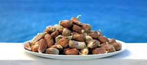 Jamaican Good Quality Breadnuts for Sale - Product Image 2