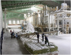 ARROZ GLUTINOSO/ARROZ ADHERENTE 5%/10% PARTIDO A GRANEL - Product Image 6