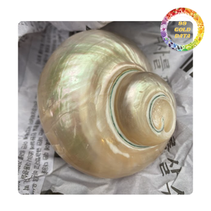 Iridescent Turbo Shell du Viet Nam | Pour faire des accessoires et des cadeaux | Couleur blanc et vert - Product Image 1