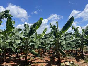 Proveedor Mayorista de Hojas de Plátano Frescas de Alta Calidad para Restaurantes, Procesamiento de Alimentos y Mercados Internacionales - Product Image 6