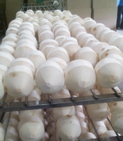 DELICIOSO COCO JOVEN FRESCO/AGUA DULCE Y DE CULTIVO ORGÁNICO/HECHO EN VIETNAM/HAGA CLIC PARA UN DESCUENTO EXCLUSIVO