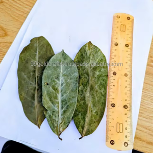 Dried Soursop Leaf Cut 3 5cm <b>For</b> <b>Tea</b> <b>Bag</b> Production And Private Label Vietnam - Product Image 1