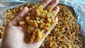 Nashik ลูกเกดอบแห้งสีเหลืองแกมทองรสชาติหวานเก็บรักษาผลไม้อบแห้ง - Product Image 3