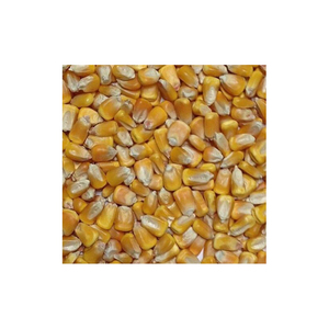 Maíz amarillo seco no GMO, maíz blanco para alimentación humana y Animal, asequible - Product Image 2