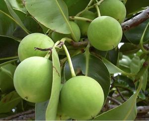 Huile essentielle de Tamanu de haute pureté extraite des graines de Tamanu Fournisseurs en gros SouthIndian offrant des prix bon marché - Product Image 4