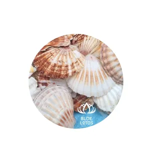 Vietnamese ocean scallop shells that are the biggest, best carved, and least priced are highly sought for.