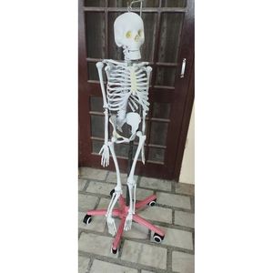 Maniquí de PVC - Modelo Anatómico de Esqueleto Humano para Entrenamiento en Ciencias Médicas para Escuelas y Hospitales - Product Image 1
