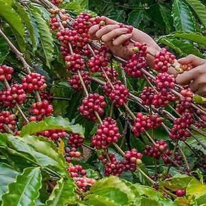 เมล็ดกาแฟอาราบิก้าออร์แกนิกเกรดพรีเมียมสำหรับส่งออก ไม่ใช่พืช GMO สารสกัดจากธรรมชาติ ของ Rainforest Alliance - Product Image 2