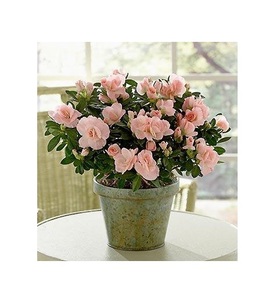 Juego antiguo de lujo de 2 jardineras de metal para diseño clásico de jardín y diferentes colores y formas y tamaños personalizados para obtener a precio de venta - Product Image 2