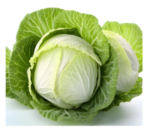 Fresh Organic Green Cabbage - Product Image 6