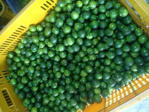 Kumquat-fruta cítrica fresca, fruta fresca con miel de Vietnam, té de zumo de hielo - Product Image 4