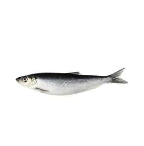 Cheap Price Supplier From Germany whole round baltic frozen herrings fish At Wholesale Price With Fast Shipping