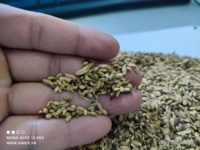 Extrait de fleur de Sophora japonica séchée, qualité supérieure, origine vietnamienne, marque GIMEX, 100% naturel, brut, 20 sachets pour l'agriculture, Rutine