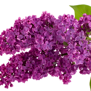 Bán chạy nhất số lượng lớn dầu chăm sóc da khuếch tán bưởi gỗ hồng mộc cam bergamot hoa cúc hoa oải hương-Làm giảm viêm - Product Image 2