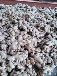 Việt Nam cây trồng mới không hạt chanh chanh bưởi tươi citrus trái cây với Giao hàng nhanh gừng bao gồm trong số lượng lớn số lượng - Product Image 3