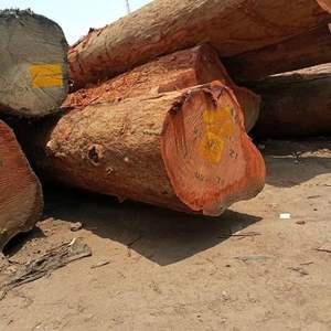 Bûches de Balau de qualité supérieure (Shorea spp.) Bûches de Balau jaunes, bûches de Balau rouges - Product Image 6