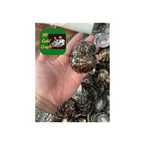 COQUILLES DE LIMPETTE NATURELLES POLIES À LA MAIN DU VIETNAM COQUILLES DE MER OVALES POUR LA DÉCORATION ART EN RÉSINE ET LA DISTRIBUTION EN GROS - Product Image 3