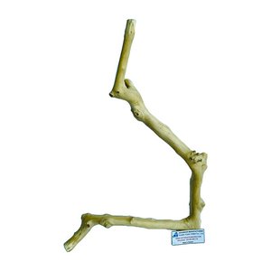 Penjual terbaik 2025 kayu Jawa Perch burung cabang tunggal untuk hewan peliharaan beo dari Vietnam produsen - Product Image 5