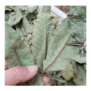 Feuilles de goyave séchées, feuilles de goyave séchées fabriquées à partir de plantes sélectionnées pour la production de boissons à l'infusion au Vietnam - Product Image 1