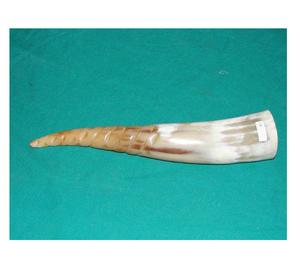 Corne de guerre viking, bugle, corne de signalisation de style animal, polie, énorme, pour la chasse, instrument de musique décoratif, corne à souffler scandinave - Product Image 5
