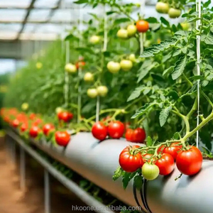 Serre commerciale pour tomates, serre à film monocouche pour projets d'agriculture horticole en Espagne - Product Image 4