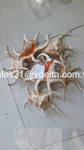 Natural <b>Hermit</b> <b>Crab</b> <b>Shells</b>-The Ideal Choice for Aquarium Decoration and Handicrafts/ Lima - Product Image 5