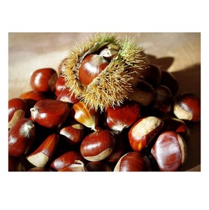 Prix de gros des châtaignes fraîches brutes - Product Image 2