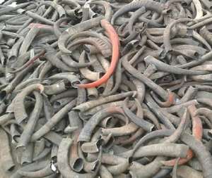 Buena calidad personalizado para la venta a granel Cuerno de búfalo y Punta de cuerno OX y Punta de cuerno de búfalo para la venta a precio por f s i - Product Image 5