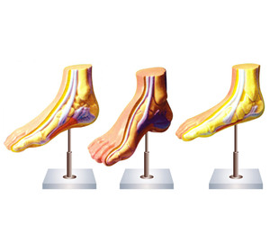 Ensemble de trois modèles de Pronation du pied humain représentant différents types de pronation vus dans les pieds humains et les organes internes - Product Image 1