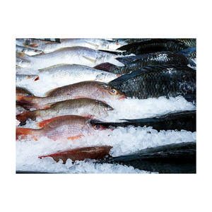 Pescado tilapia rojo congelado de primera calidad, ofrecido a precio de fábrica para compradores mayoristas. - Product Image 4