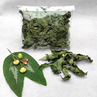 Sayuran Katuk Segar Dari Vietnam Alami AKINA